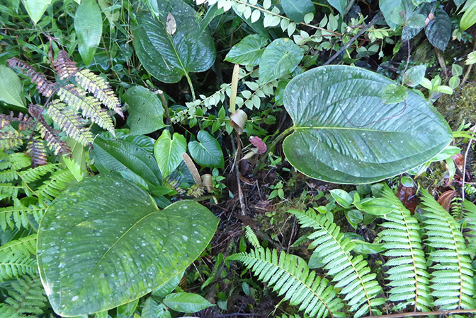 Pictured in La Planada Reserve, Narino, Colombia Image Copyright © 2018 by Bruce Dunstan