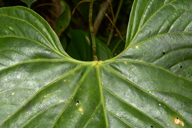 文件:AnthbreviscapumCroat 04.jpg