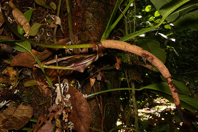 Croat 106054 pictured along Rio Piatua (Napo, Ecuador) Image Copyright © 2015 by David Scherberich