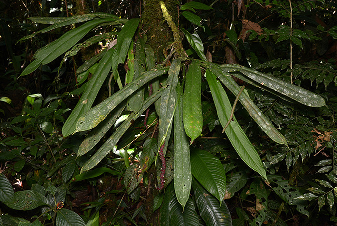 Croat 106002 pictured near Rio Taculin (Pastaza, Ecuador) Image Copyright © 2015 by David Scherberich