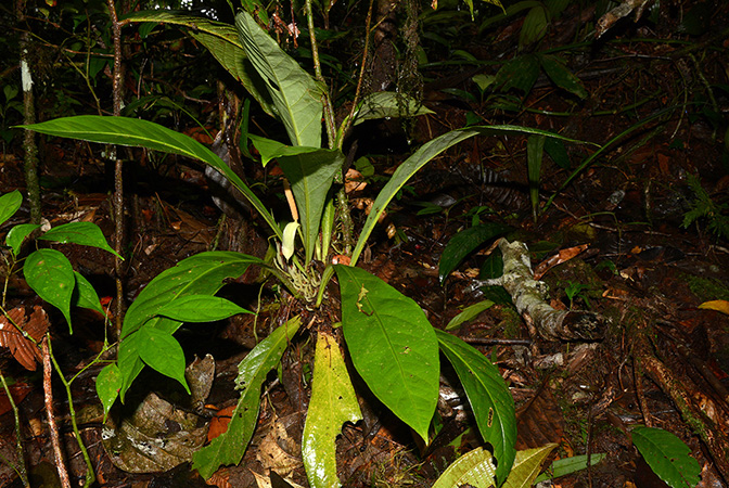 Croat 105793, pictured along Rio Piatua (Napo, Ecuador) Image Copyright © 2015 by David Scherberich