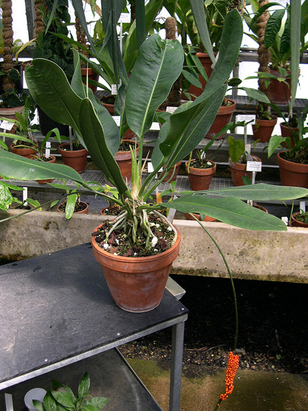 文件:Anthmuyunense 04.jpg