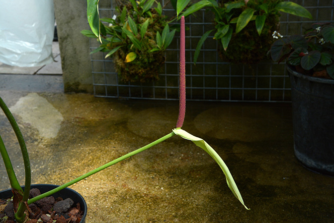 Croat 93460 from Cotopaxi, Ecuador Pictured at the Jardin Botanique du Montet (Nancy, France) Image Copyright © 2022 by David Scherberich