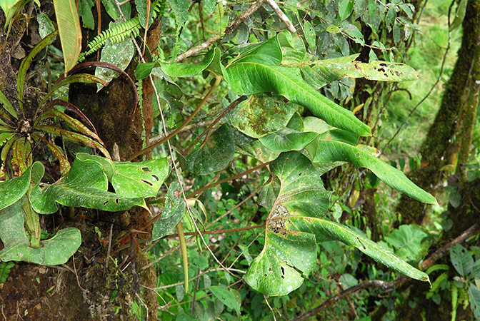 文件:AnthteisherianumCroat104209 01.jpg