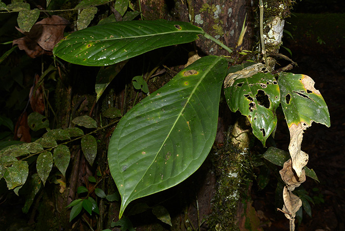Croat 105906 pictured in Yasuni National Park (Orellana, Ecuador) Image Copyright © 2015 by David Scherberich