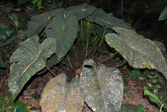 Pictured at the Jardín Botánico San Jorge (Ibagué, Colombia) Image Copyright © 2013 by David Scherberich