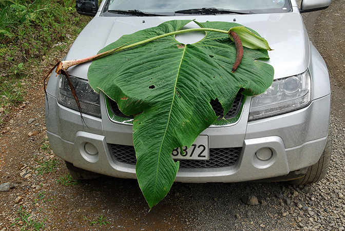 Croat 104615 pictured in Carchi, Ecuador Image Copyright © 2013 by David Scherberich
