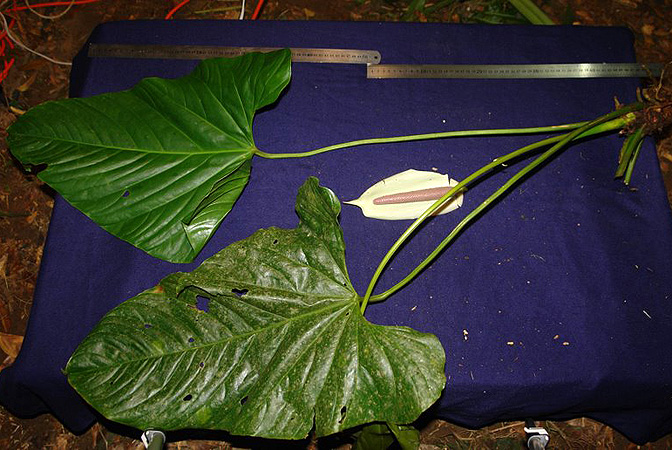 Pictured in Panama Image Copyright © 2011 by Lars Nauheimer