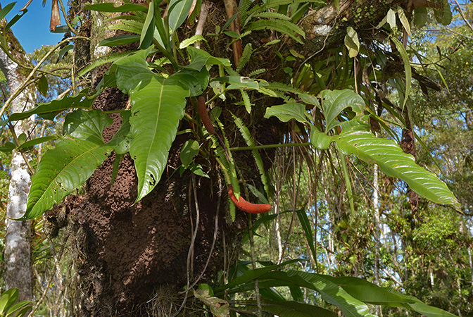 Croat 105810, pictured in Pastaza, Ecuador Image Copyright © 2015 by David Scherberich
