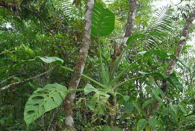Pictured in Carchi, Ecuador Image Copyright © 2013 by David Scherberich