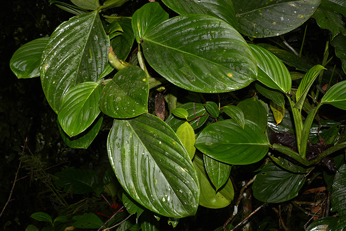 Croat 105554 pictured near Shell (Pastaza, Equador) Image Copyright © 2015 by David Scherberich