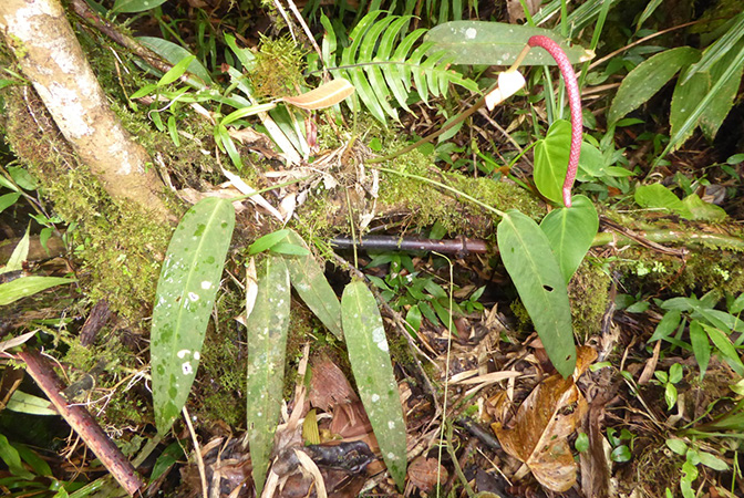 Pictured in Chiriqui, Panama Image Copyright © 2016 by Bruce Dunstan