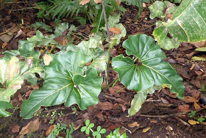 Pictured in cultivation in Volcan, Panama Image Copyright © 2016 by Bruce Dunstan