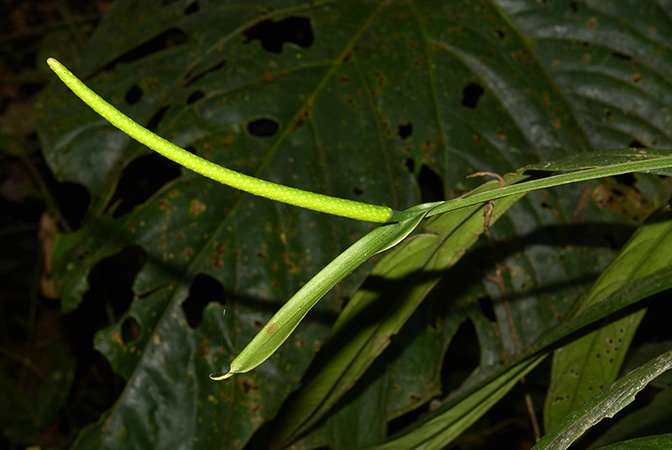 Croat 105944 pictured in Lumbaqui (Sucumbios, Ecuador) Image Copyright © 2015 by David Scherberich