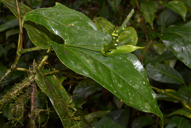 文件:AnthpatensCroat 03.jpg