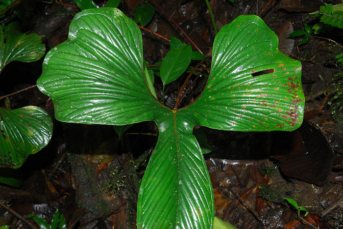 Croat 104145, pictured in Esmeraldas, Ecuador Image Copyright © 2013 by David Scherberich