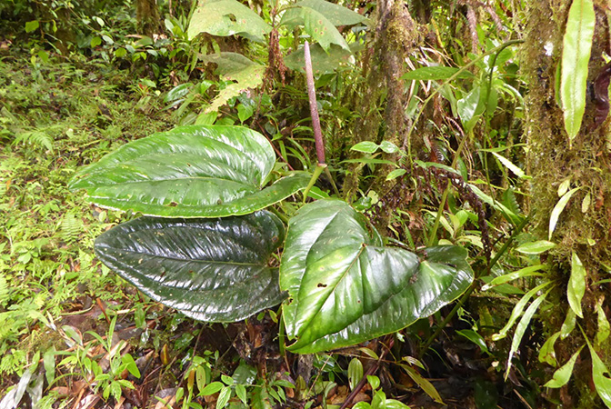 Pictured in Chiriqui, Panama Image Copyright © 2016 by Bruce Dunstan