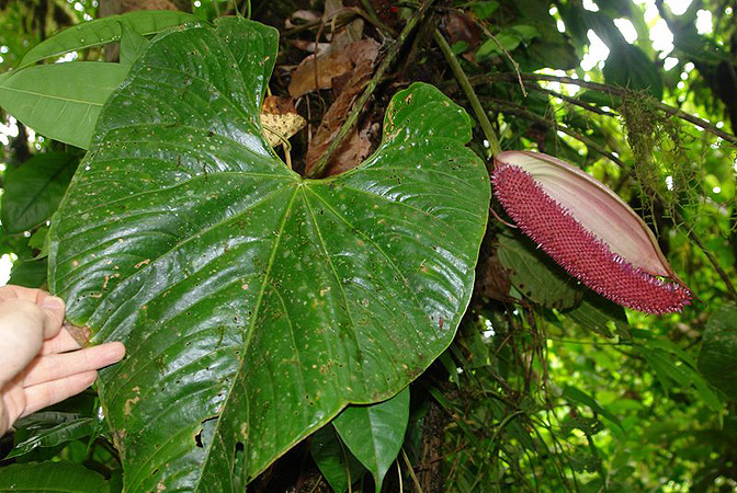 Pictured in Panama Image Copyright © 2011 by Lars Nauheimer