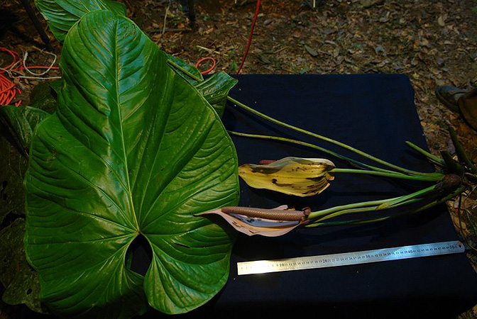 Pictured in Panama Image Copyright © 2011 by Lars Nauheimer