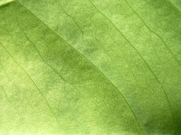 Glandular dark dots on the underside of leaf, pictured at the Jardin Botanique de Lyon (France) Image Copyright © 2008 by David Scherberich