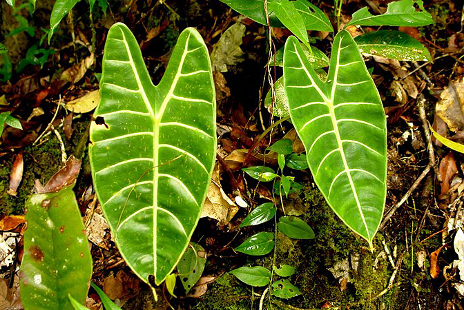 Pictured in Borneo: Sarawak Image Copyright © 2011 by Lars Nauheimer