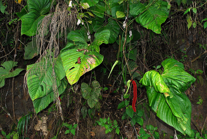 Pictured in Esmeraldas, Ecuador Image Copyright © 2013 by David Scherberich