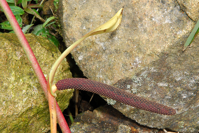 Croat 103841 pictured in Caquetá, Colombia Image Copyright © 2013 by David Scherberich