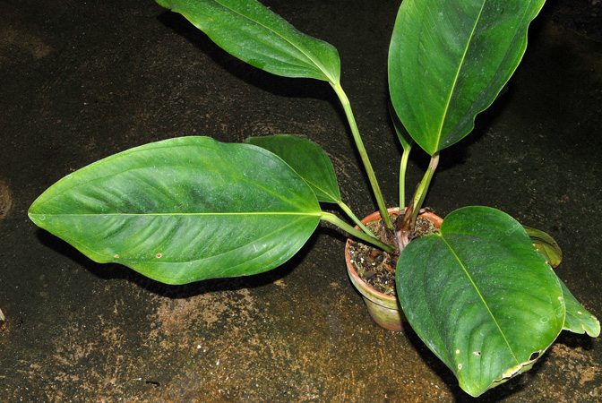 From Ecuador (Pichincha), pictured at the Jardin Botanique du Montet (Nancy, France) Image Copyright © 2013 by David Scherberich