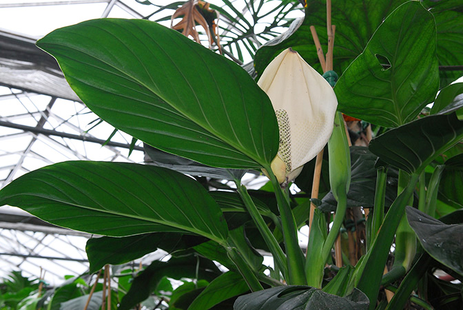 From Costa Rica, pictured at the Biodôme de Montréal - Botanical Garden Image Copyright © 2013 by David Scherberich