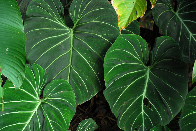 Pictured at the Jardín Botánico San Jorge (Ibagué, Colombia) Image Copyright © 2013 by David Scherberich