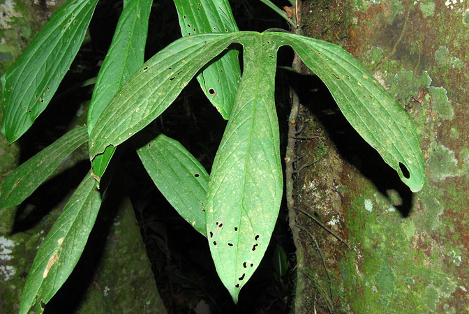 Pictured at the Jardín Botánico Del Quindío (Calarcá, Colombia) Image Copyright © 2013 by David Scherberich