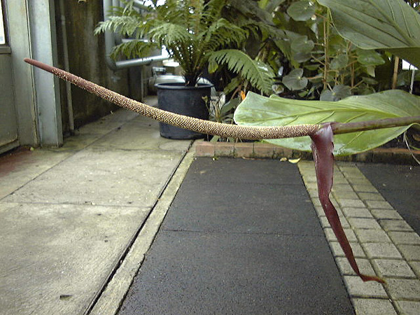 Pictured at the Jardin Botanique du Montet (Nancy, France) Image Copyright © 2009 by David Scherberich