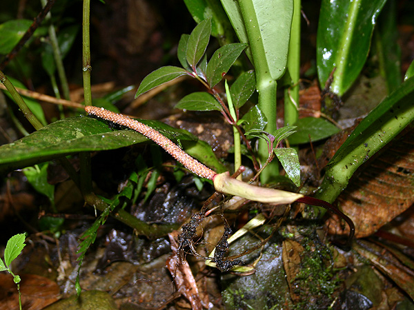 Pictured in Ecuador Image Copyright © 2008 by Josiane Guiard