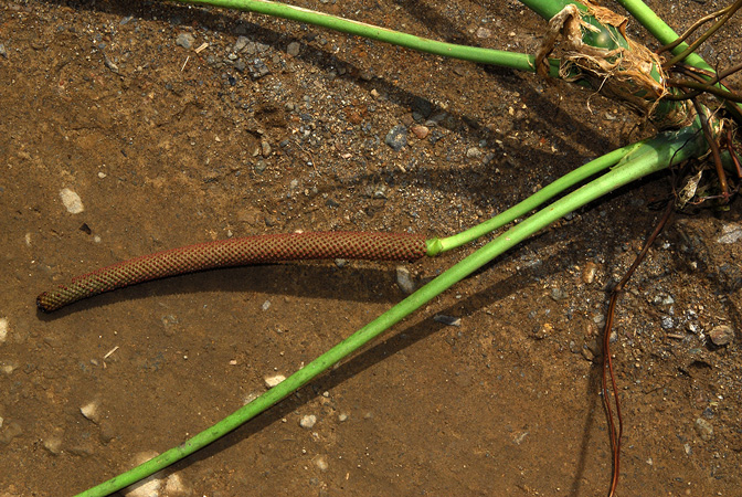 Croat 104199, pictured in Carchi, Ecuador Image Copyright © 2013 by David Scherberich