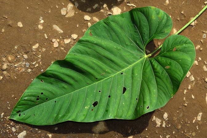Croat 104199, pictured in Carchi, Ecuador Image Copyright © 2013 by David Scherberich
