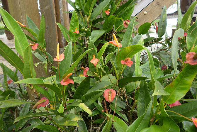 Pictured in cultivation in Palmira, Valle de Cauca (Colombia) Image Copyright © 2010 by Bruce Dunstan