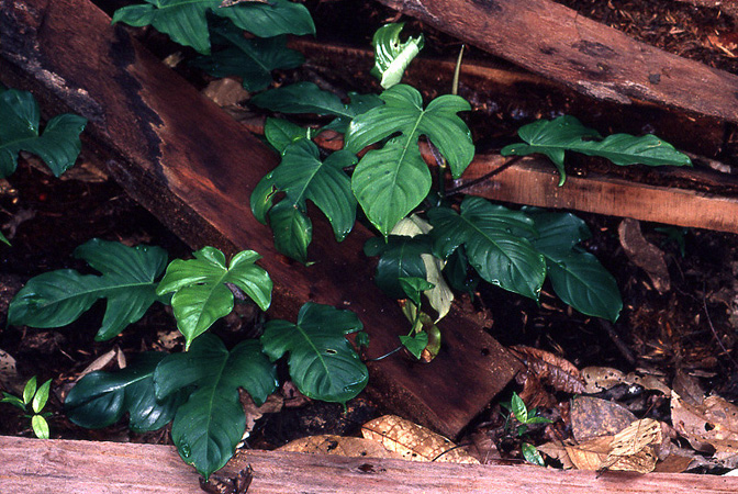 Pictured in Saul, French Guiana Image Copyright © 2006 by David Scherberich