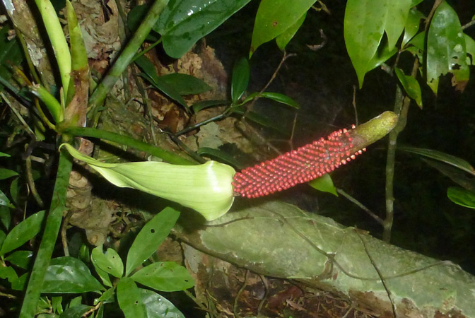 Pictured in Darien, Panama Image Copyright © 2015 by Bruce Dunstan