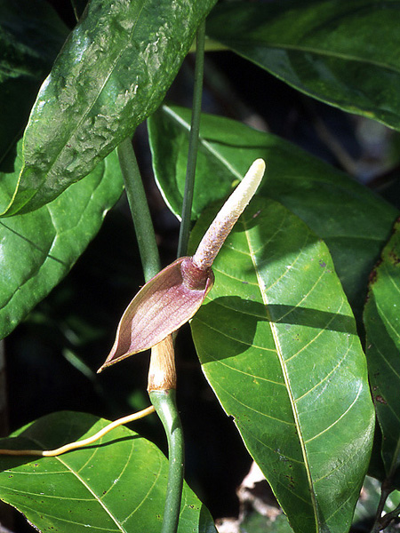 文件:Anthpentaphyllum 03.jpg