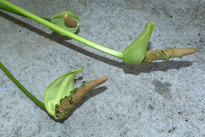 roat 42092 from Ahuachapán/El Salvador, pictured in Royal Botanic Gardens, Kew Image Copyright © 2015 by David Scherberich