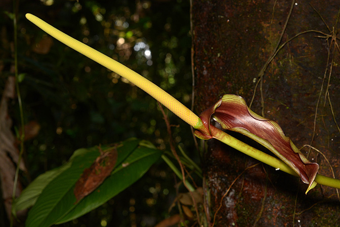 Croat 106054 pictured along Rio Piatua (Napo, Ecuador) Image Copyright © 2015 by David Scherberich