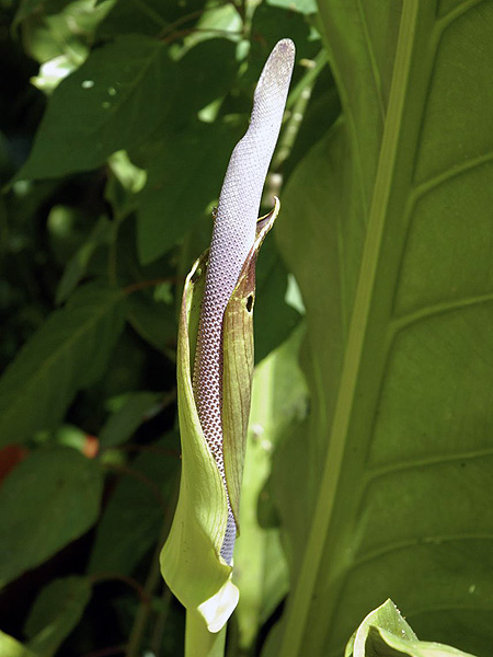 文件:Anthschlechtendalii 02.jpg