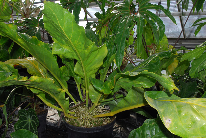 Pictured in the Botanischer Garten der Philipps-Universität Marburg (Germany) Image Copyright © 2011 by David Scherberich