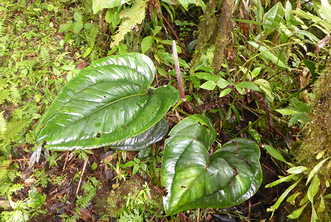 Pictured in Chiriqui, Panama Image Copyright © 2016 by Bruce Dunstan