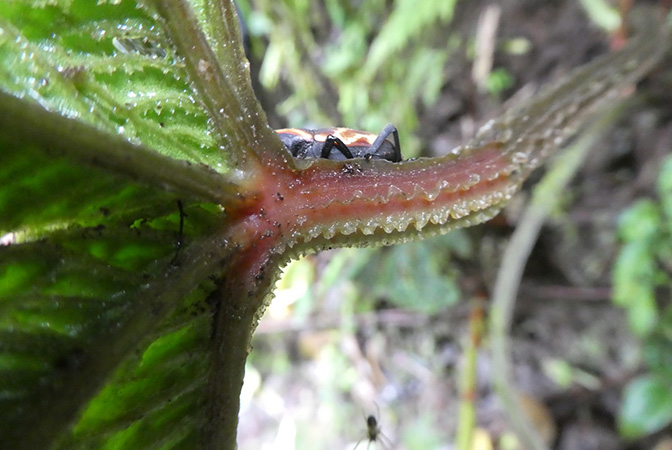 Pictured in Nutibara, Antioquia, Colombia Image Copyright © 2019 by Bruce Dunstan