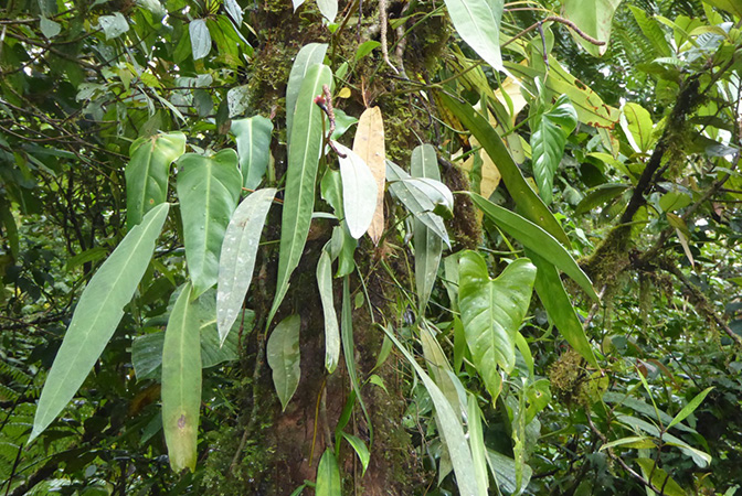 Pictured in Chiriqui, Panama Image Copyright © 2016 by Bruce Dunstan