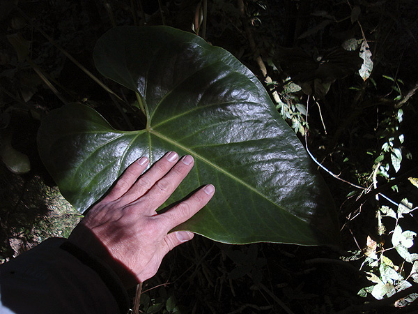 Pictured in Guatemala Image Copyright © 2009 by Fred Muller