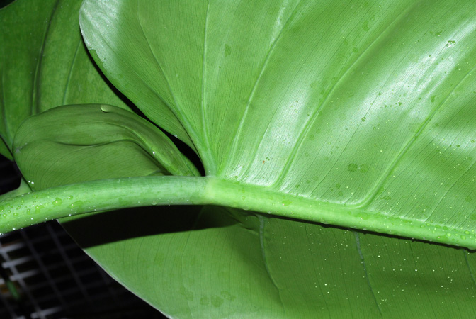 Pictured in Royal Botanic Gardens, Kew Image Copyright © 2012 by David Scherberich