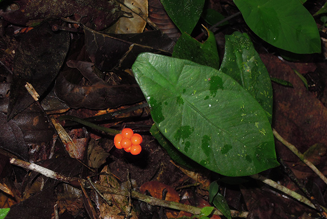 Pictured in Padawan, Sarawak (Borneo) Image Copyright © 2016 by Patrick Blanc