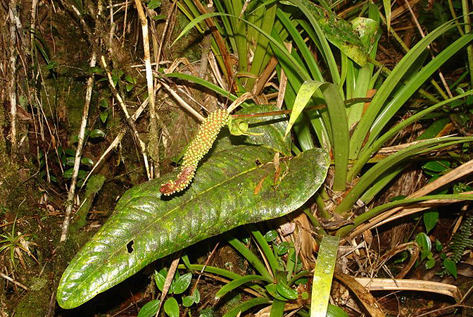Pictured in Ecuador Image Copyright © 2011 by Lars Nauheimer